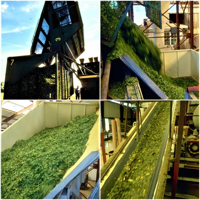 Model de plantație industrială · exemplu din arhivă