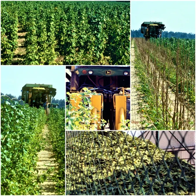 Model de plantație industrială · exemplu din arhivă