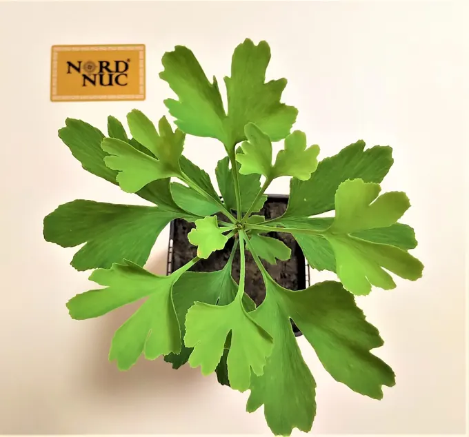 Leaf morphology and raw-material trials